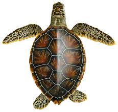 Image result for Chelonia mydas