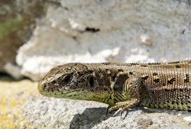 Attēlu rezultāti vaicājumam “Lacerta agilis female”