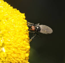 Attēlu rezultāti vaicājumam “Empis sp.”