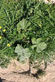 Attēlu rezultāti vaicājumam “Cucurbita pepo leaf”