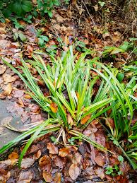 Attēlu rezultāti vaicājumam “Carex sylvatica flower”
