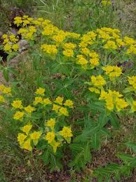 Attēlu rezultāti vaicājumam “Euphorbia virgata flower”