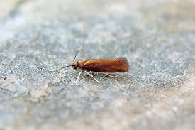 Attēlu rezultāti vaicājumam “Roeslerstammia erxlebella”