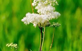 Attēlu rezultāti vaicājumam “Filipendula vulgaris fruit”