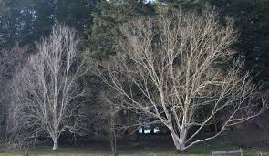 Attēlu rezultāti vaicājumam “Betula”