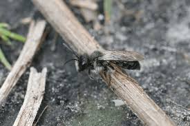 Attēlu rezultāti vaicājumam “Andrena”
