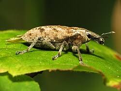 Attēlu rezultāti vaicājumam “Cleonis pigra”