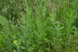 Attēlu rezultāti vaicājumam “Sisymbrium loeselii leaf”