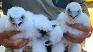 Image result for Ukc Falcons