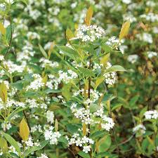 Attēlu rezultāti vaicājumam “Aronia melanocarpa flower”