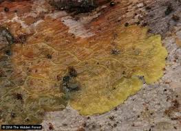 Attēlu rezultāti vaicājumam “Physarum flavicomum stalked”