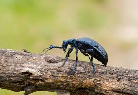 Attēlu rezultāti vaicājumam “Meloe sp.”