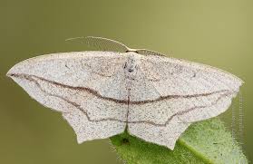 Attēlu rezultāti vaicājumam “Timandra comae”