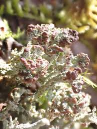 Attēlu rezultāti vaicājumam “Cladonia ramulosa”