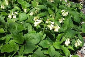 Attēlu rezultāti vaicājumam “Symphytum grandiflorum flower”