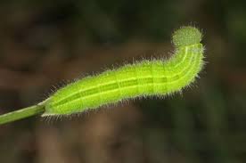 Attēlu rezultāti vaicājumam “Pararge aegeria”