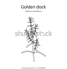 Attēlu rezultāti vaicājumam “Rumex maritimus fruit”