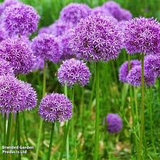 Attēlu rezultāti vaicājumam “Allium scorodoprasum flower”