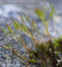 Attēlu rezultāti vaicājumam “Didymodon rigidulus”