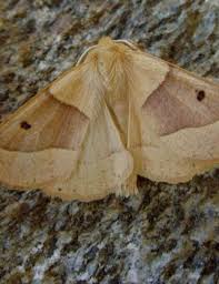 Attēlu rezultāti vaicājumam “Crocallis elinguaria imago”