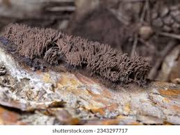 Attēlu rezultāti vaicājumam “Stemonitis fusca stalked”