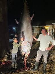Image result for giant tuna