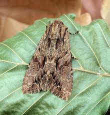 Attēlu rezultāti vaicājumam “Apamea monoglypha”