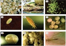 Attēlu rezultāti vaicājumam “Chrysopa eggs”