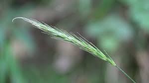 Attēlu rezultāti vaicājumam “Hordelymus europaeus leaf”