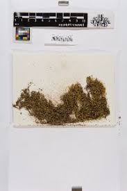 Attēlu rezultāti vaicājumam “Pseudocalliergon turgescens”