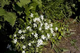Attēlu rezultāti vaicājumam “Stellaria holostea flower”