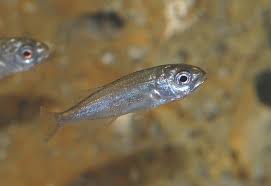 Image result for Pagellus bogaraveo