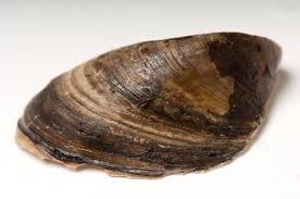 Attēlu rezultāti vaicājumam “Dreissena polymorpha”