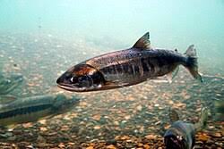 Image result for Oncorhynchus keta