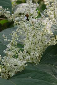 Attēlu rezultāti vaicājumam “Reynoutria japonica”