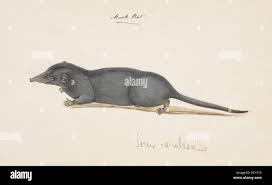 Attēlu rezultāti vaicājumam “Sorex sp.”