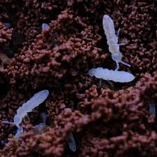 Attēlu rezultāti vaicājumam “Collembola”