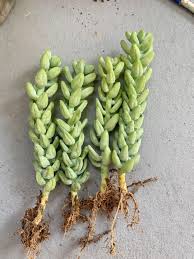 Image result for root-tail