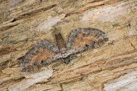 Attēlu rezultāti vaicājumam “Eupithecia icterata”