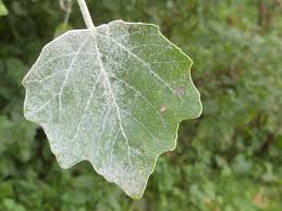 Attēlu rezultāti vaicājumam “Populus x canescens”