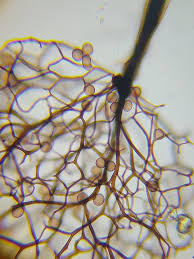 Attēlu rezultāti vaicājumam “Comatricha elegans”