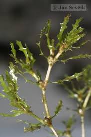 Attēlu rezultāti vaicājumam “Najadaceae”