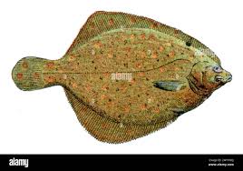 Image result for Pleuronectes platessa