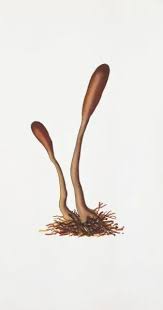 Attēlu rezultāti vaicājumam “Cordyceps ophioglossoides”