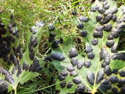 Attēlu rezultāti vaicājumam “Rhytisma acerinum”