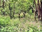 Bronington - Bubney Moor woods. Bronington - Bubney Moor - view along the - via Daymix