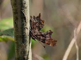 Attēlu rezultāti vaicājumam “Polygonia c-album upperside”