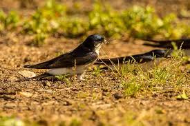 Attēlu rezultāti vaicājumam “Delichon urbicum juvenile”