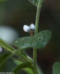 Attēlu rezultāti vaicājumam “Lithospermum officinale leaf”