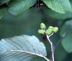 Attēlu rezultāti vaicājumam “Alnus incana bud”